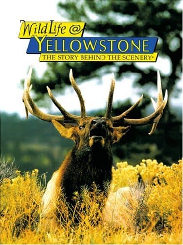 WildLife@Yellowstone: The Story Behind the Scenery by Sue Consolo-Murphy
