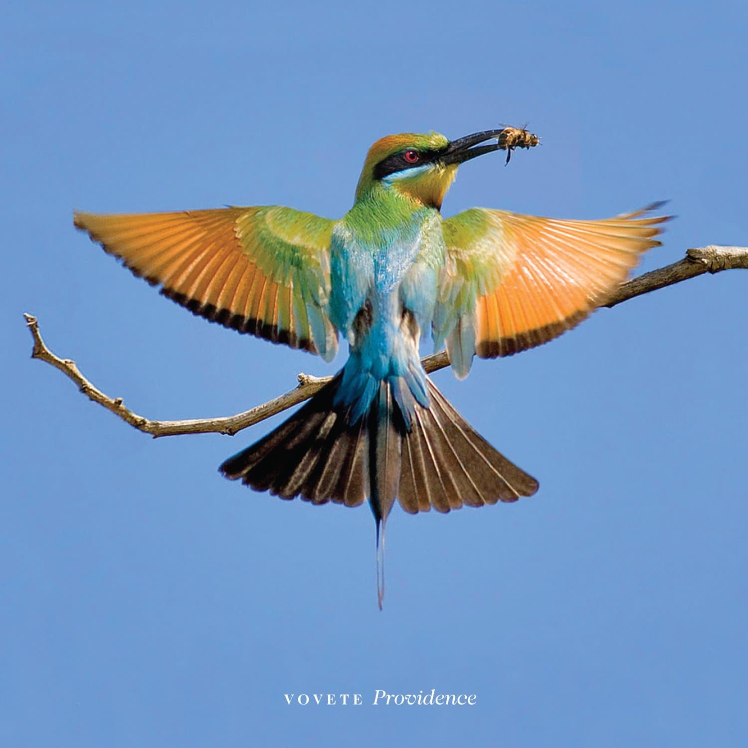 Providence [Audio CD] Vovete by null