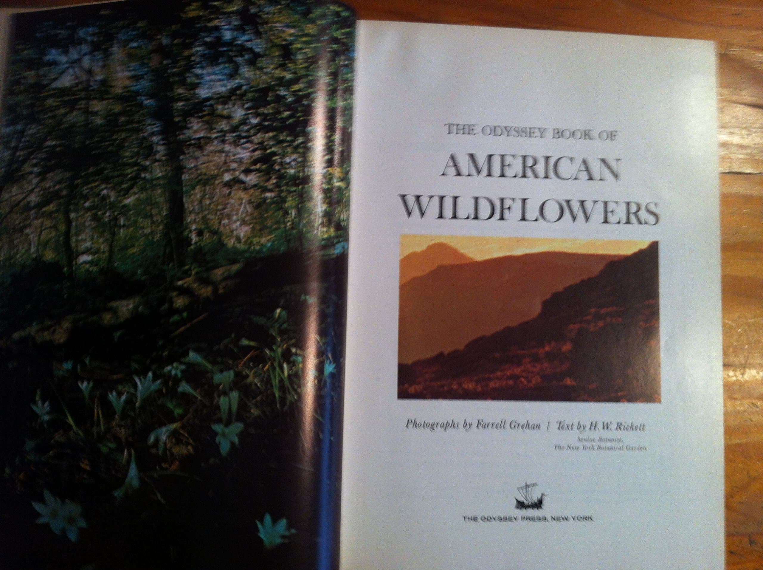 The Odyssey Book of American Wildflowers. Photos. By Farrell Grehan. Text By H. W. Rickett by unknown author