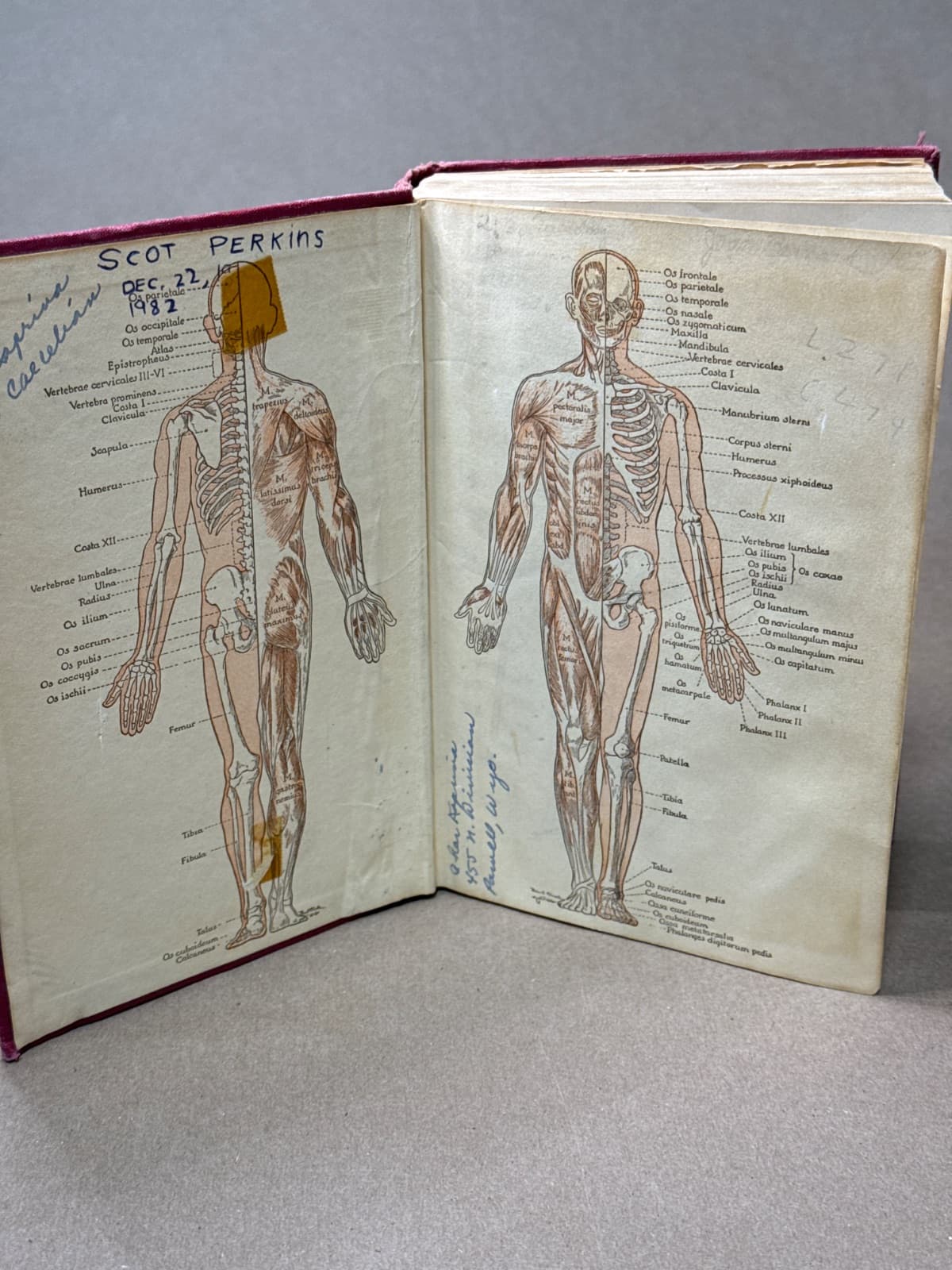 Physiology and Anatomy 5th edition by Esther M. Greisheimer - additional view