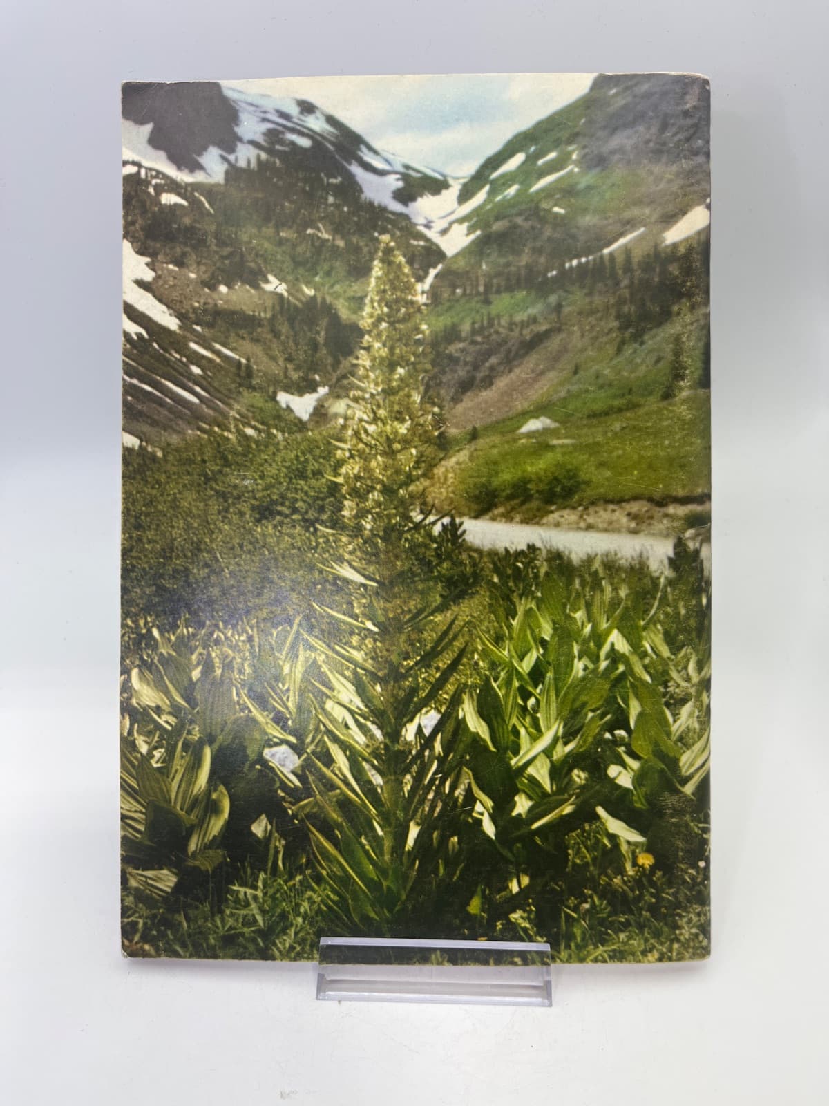 Mountain Wild Flowers of Colorado and Adjacent Areas by Roberts and Nelson - additional view