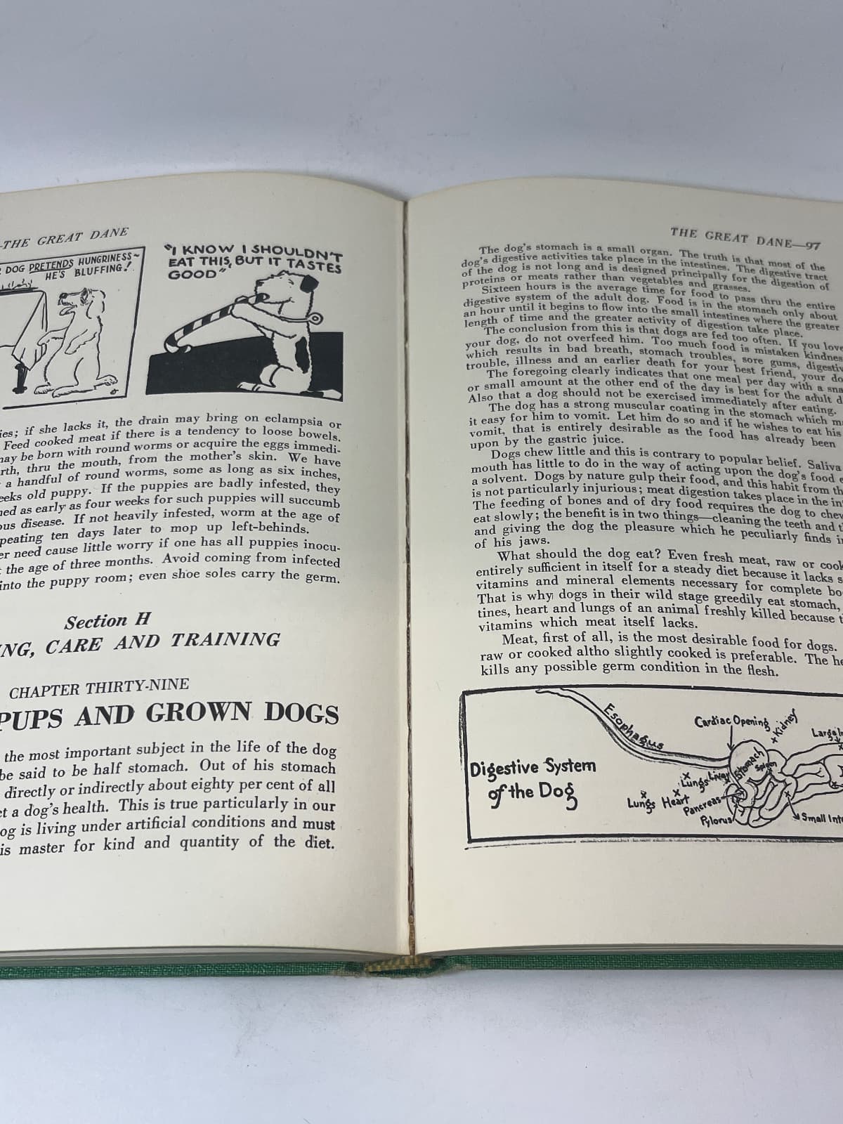 The Great Dane by Virginia Keckler - additional view