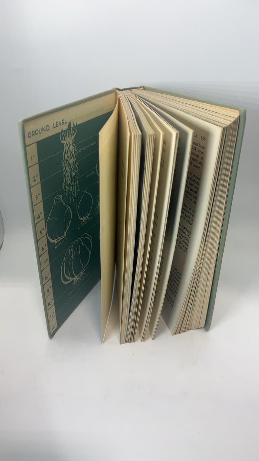 The Complete Book of Bulbs by F. F. Rockwell and Esther C. Grayson - additional view