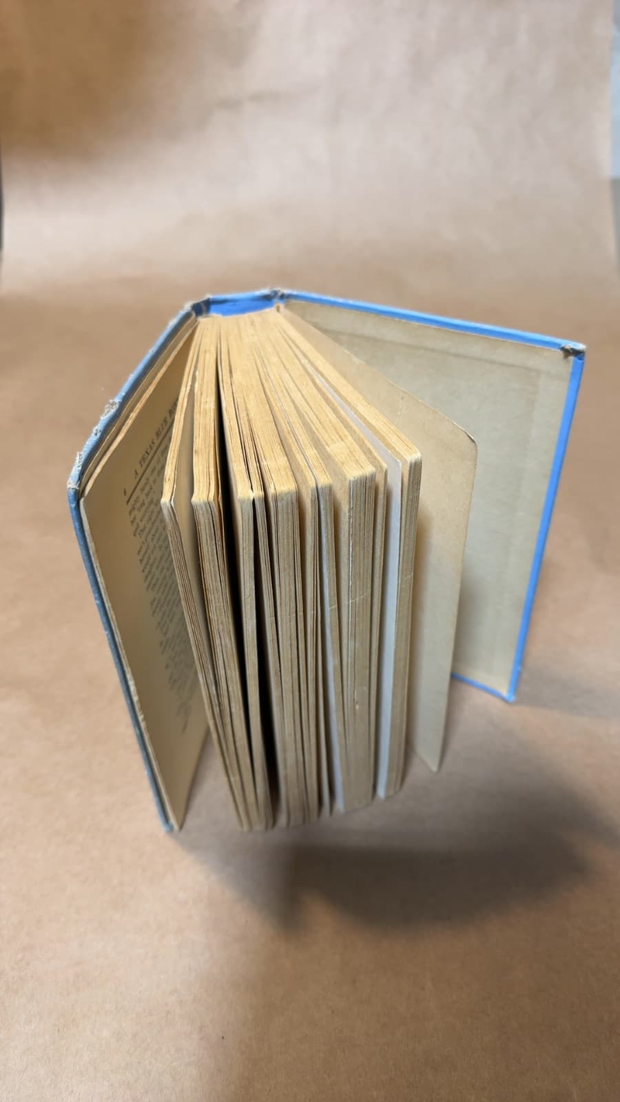 A Texas Blue Bonnet by Caroline Emilia Jacobs (Emilia Elliott) - additional view