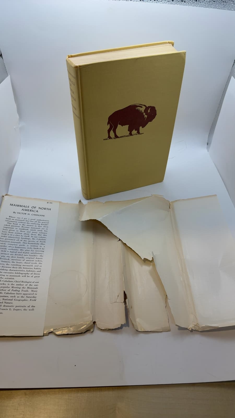 Mammals of North America by Victor H. Cahalane - additional view