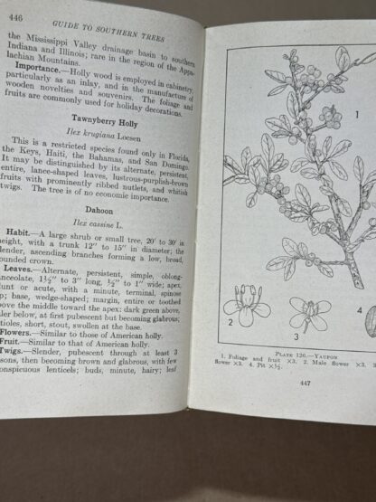 Guide to Southern Trees - Image 7
