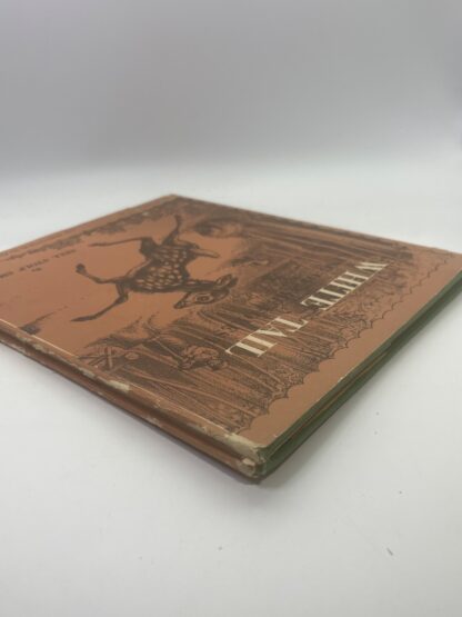 White Tail: King of the Forest - Image 3