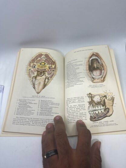 Atlas of Human Anatomy - Image 6