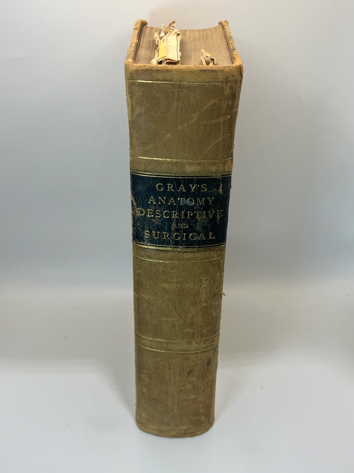 Gray's Anatomy, Descriptive and Surgical - 1883 - Antique Vintage Medical - Cover