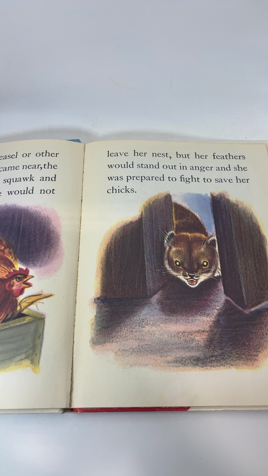 How Chicks Are Born - Image 5