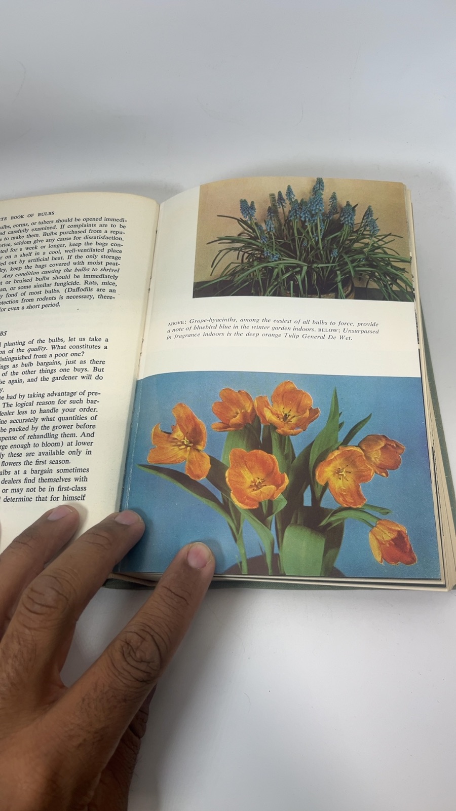 The Complete Book of Bulbs - Image 7