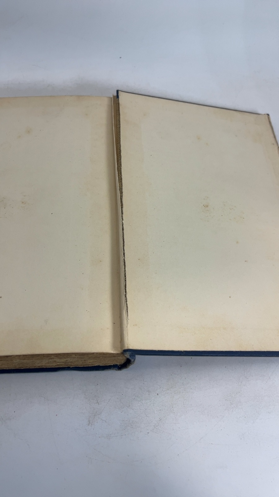 Little Eve Edgarton - Image 7