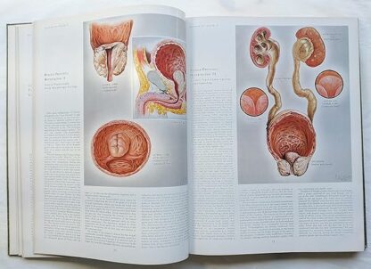 CIBA Collection of Medical Illustrations Volume 2: the Reproductive System - Image 5