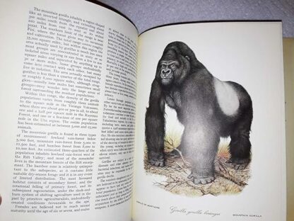 Last Survivors - Natural History of 48 Animals in Danger of Extinction - Image 7