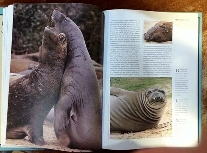 Seals Godwin, Sara - Image 4