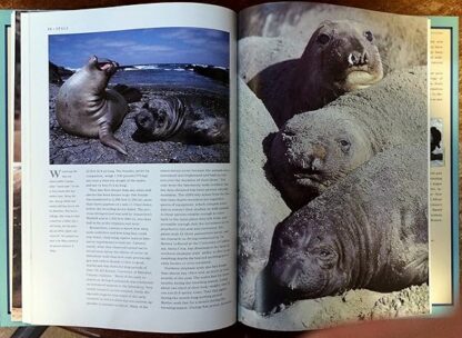 Seals Godwin, Sara - Image 5